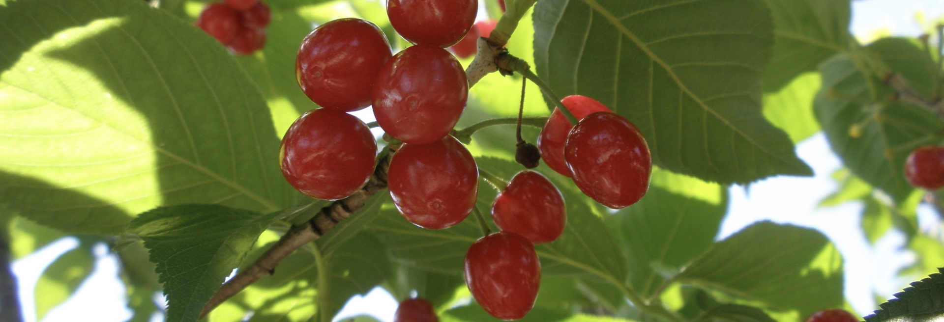 さくらんぼ保育園